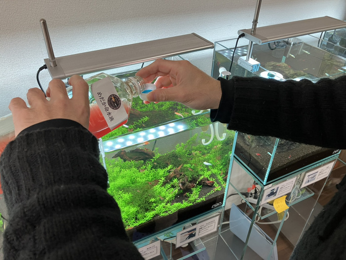 めだかの水槽メンテナンス